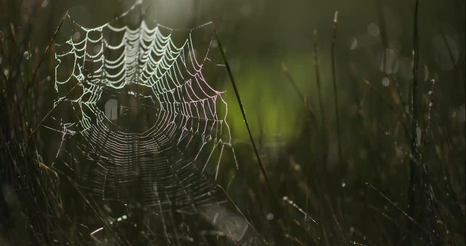 Close up of a spider web