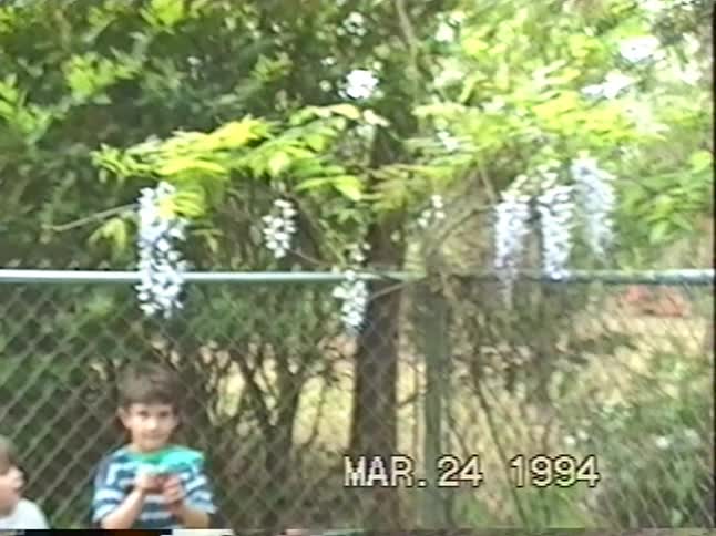 Vintage VHS footage shows a blooming dogwood tree before cutting to two young boys standing by a fence with wisteria in the spring of 1994