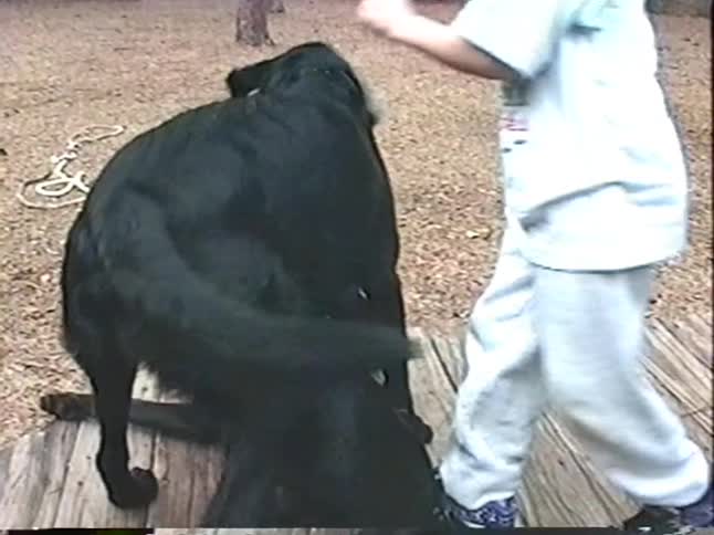 Vintage footage shows a young boy playing with two black Labrador dogs in a backyard