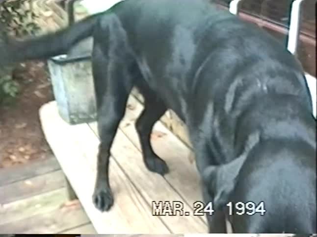 A playful black Labrador retriever wags its tail, howls, and gets up close to the camera in a charming 1990s home video