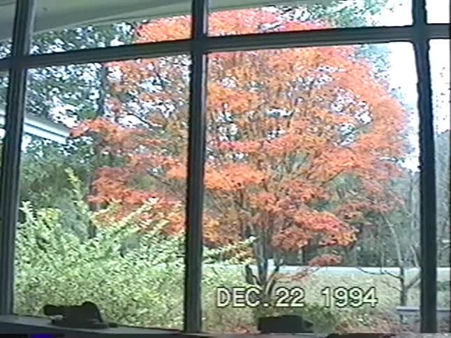 A home video from 1994 captures the view of a colorful orange tree during autumn through a large window