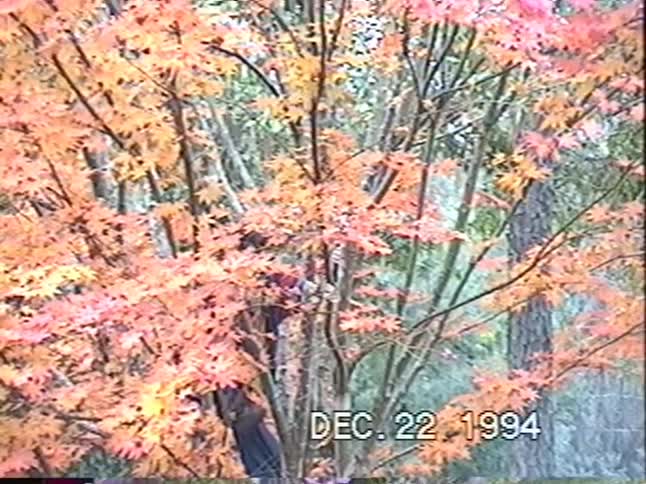 Vintage 1994 footage of a person standing amidst the beautiful orange and red autumn leaves of a tree in a forest