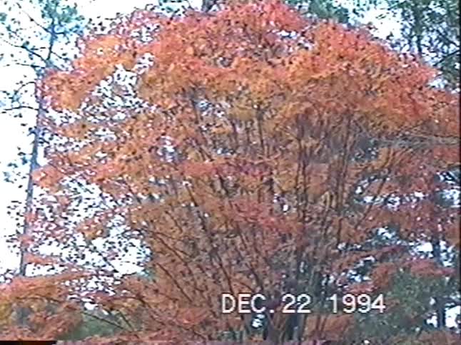 Vintage home video footage shows a beautiful tree with red and orange leaves in late December 1994