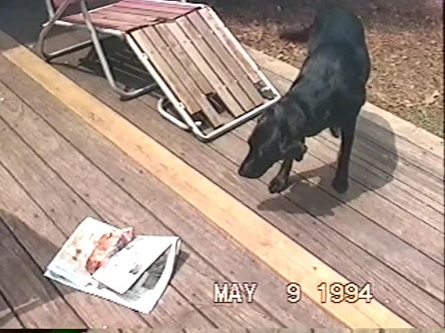 A black Labrador retriever eats leftovers off a newspaper on a wooden deck in a 1994 home video