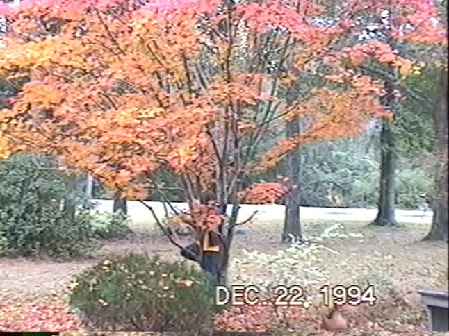 A vintage 1994 home video shows a young boy climbing a beautiful Japanese maple tree with bright autumn leaves