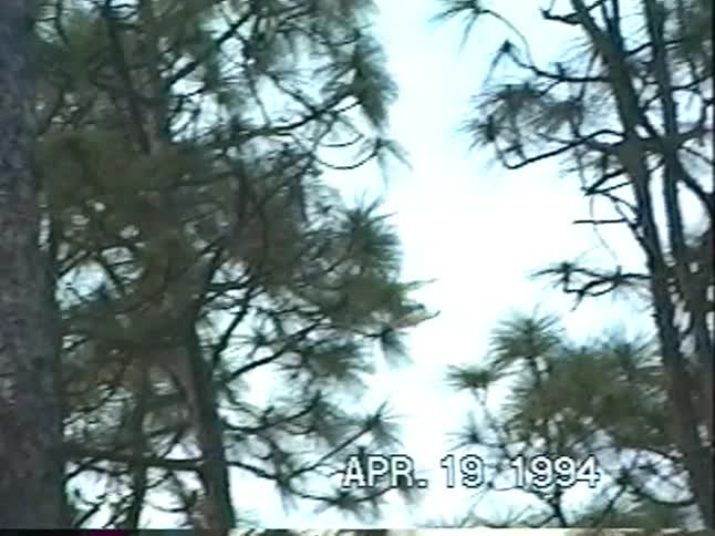 A vintage home video from 1994 captures a remote-controlled biplane soaring through the sky before it tragically crashes into a tall pine tree