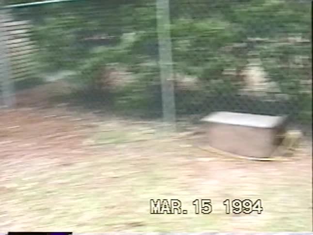 A vintage home movie from 1994 shows two young brothers playing fetch and chasing their black lab in a large, wooded backyard