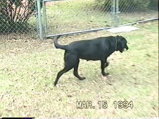 A vintage home video from 1994 shows a young boy playing fetch with his black Labrador retriever in their backyard