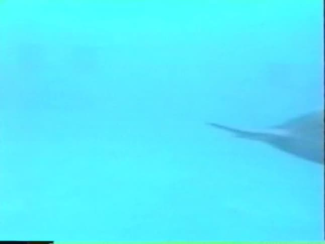Grainy, vintage underwater footage shows a pod of dolphins swimming gracefully in the hazy blue ocean