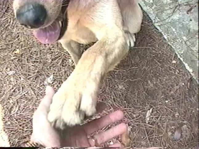 A nostalgic VHS home video shows two young boys playing with their Labrador retrievers in the garage, with one dog shaking hands
