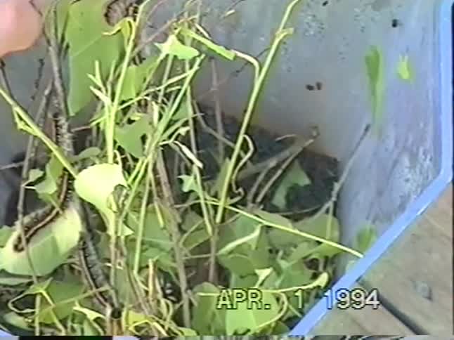 Vintage 1994 home video shows a curious young boy observing caterpillars in a terrarium before an adult holds one
