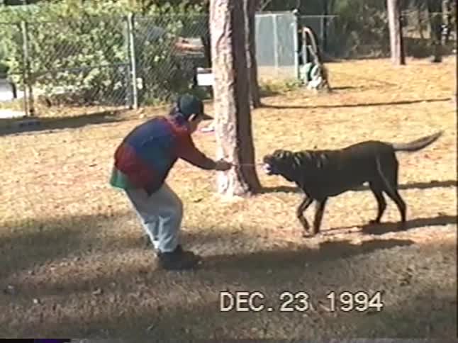 A father and son play a spirited game of tug of war with their energetic black dog in their wooded backyard, as seen in this vintage home video from 1994