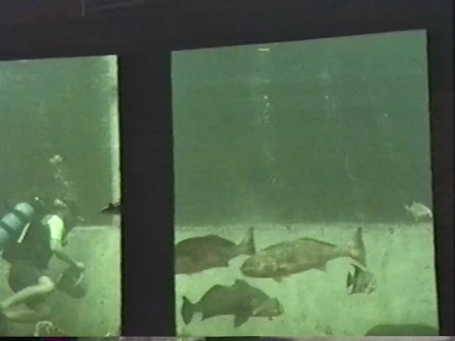 Vintage VHS footage shows a scuba diver feeding a giant sea turtle, sharks, and stingrays in a large aquarium
