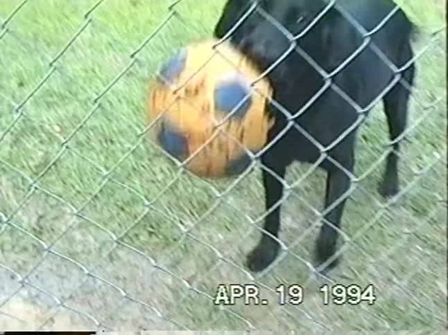 A charming 1994 home video montage shows two young boys and their dog enjoying a playful day in their backyard with a basketball hoop, a soccer ball, and a sprinkler