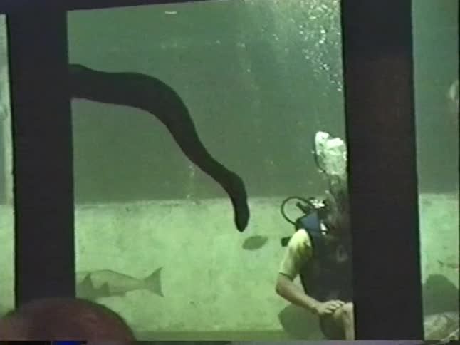 Vintage footage shows a scuba diver interacting with a massive moray eel and a sea turtle during an aquarium feeding show