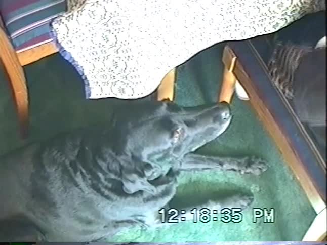 A home video captures a family setting the table for a holiday meal, with a close-up of the ham and the family dog napping underneath