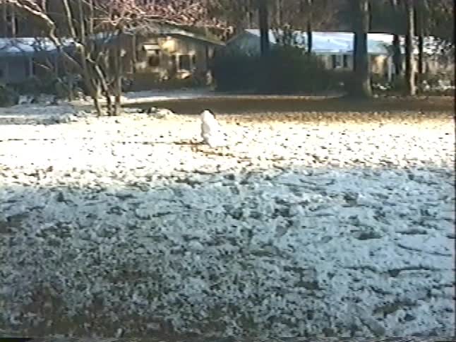 Vintage home video shows two children playing in the snow, throwing snowballs and admiring their small snowman in a suburban yard