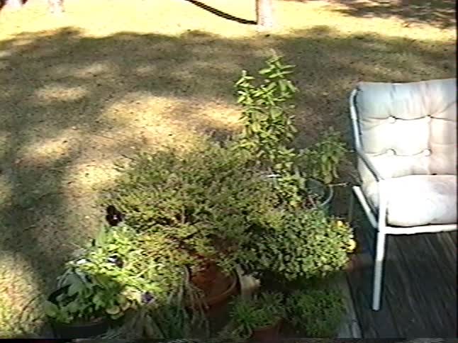 Vintage home video shows two young brothers playing together on a sunny backyard deck with their mother