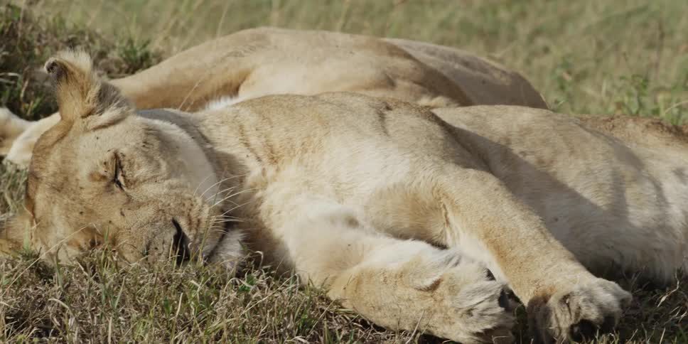 Lionesses lay in a grassy area