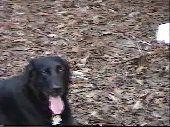 A black Labrador retriever lies panting on the leafy ground with its red leash resting nearby