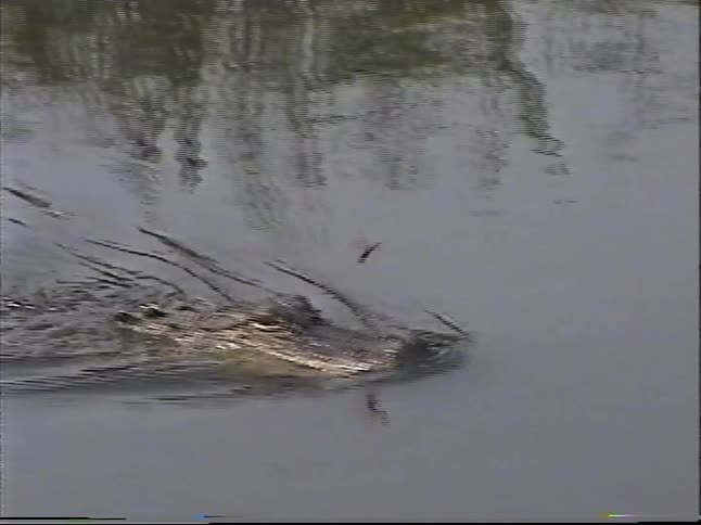 A curious alligator swims through murky swamp water towards a boat, captured in vintage VHS footage