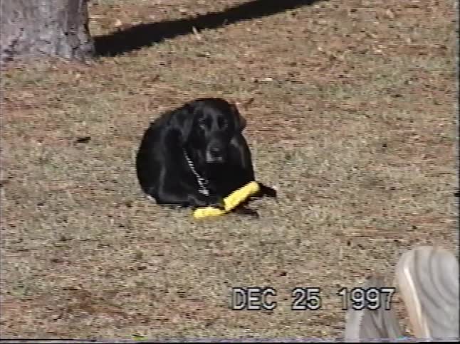 Vintage VHS footage shows a happy black Labrador dog chewing a new toy in the backyard on Christmas Day 1997
