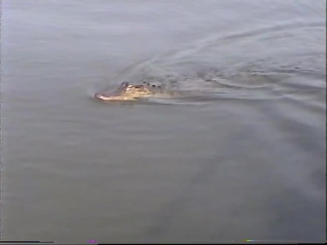 Vintage VHS footage captures an alligator swimming through the murky waters of a swamp