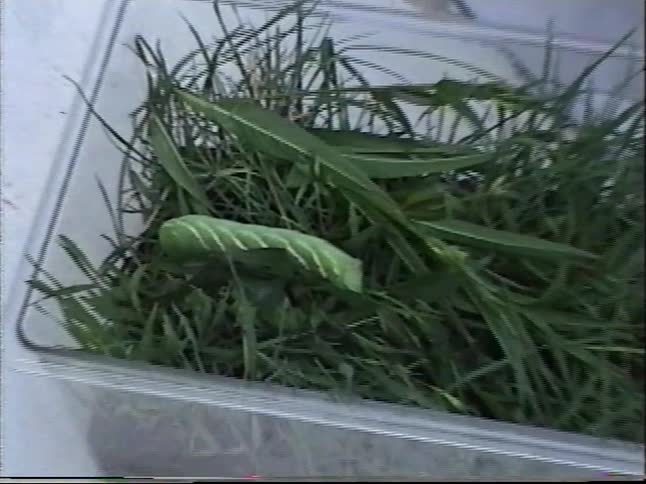 A young boy proudly displays a large green caterpillar he's keeping in a bug box in his backyard
