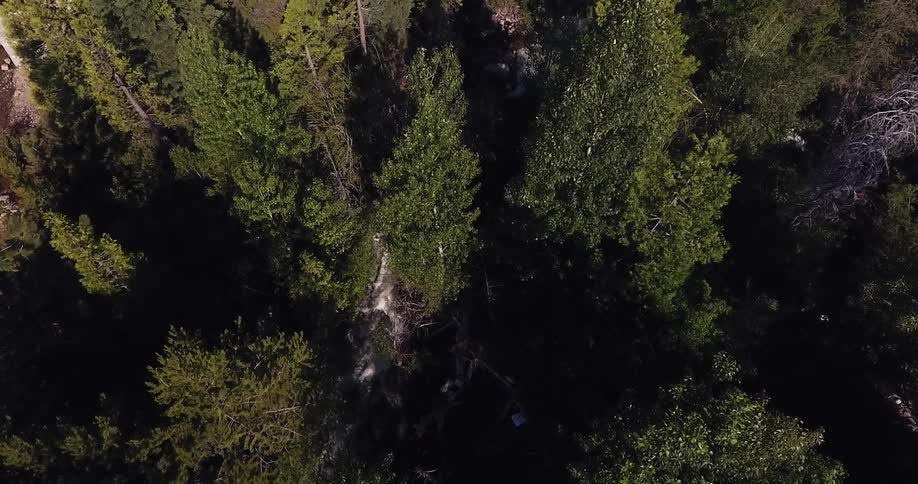 Aerial view of a forest on a sunny day