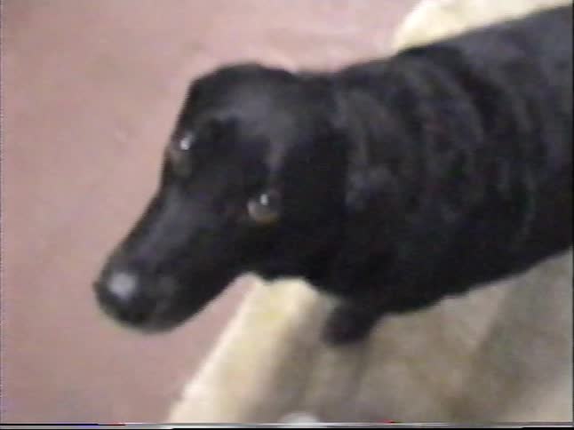 Vintage VHS footage pans from a person in a workshop to a close-up of a sweet black dog looking up at the camera