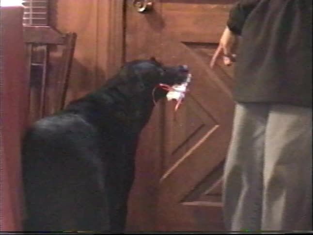 Vintage VHS footage shows a happy black lab holding a Christmas present in its mouth