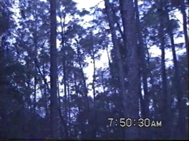 A silhouetted owl perches on a pine tree branch in the early morning light in this vintage footage