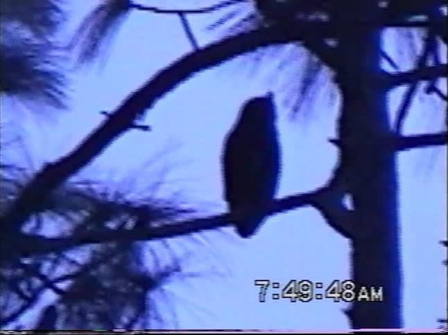 A silhouetted owl is spotted perched high in a pine tree at dawn in shaky vintage home video footage from 1999