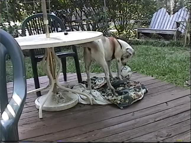 A playful pitbull mix wearing a harness excitedly plays with a soccer ball on a backyard deck