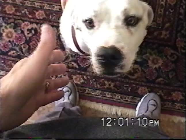 Vintage home video footage from a first-person perspective of petting a cute white dog wearing a red harness