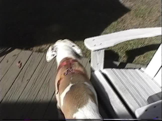 Vintage VHS footage shows a happy spotted dog with a red harness walking on a sunny wooden deck