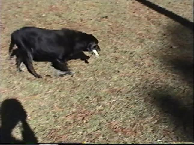 An old black dog walks through a grassy yard with a bone as its small puppy follows closely behind