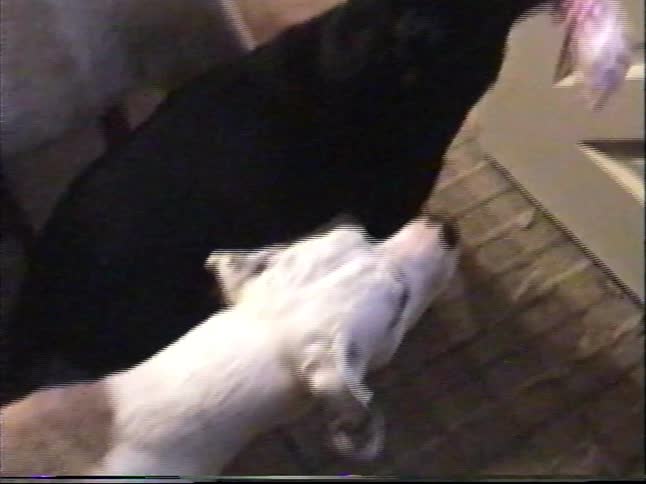 A black dog with a toy in its mouth stands patiently as another curious dog approaches inside a cozy home