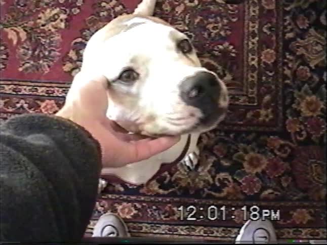 A first-person perspective shot of a person petting their white pit bull, who playfully nibbles on their hand