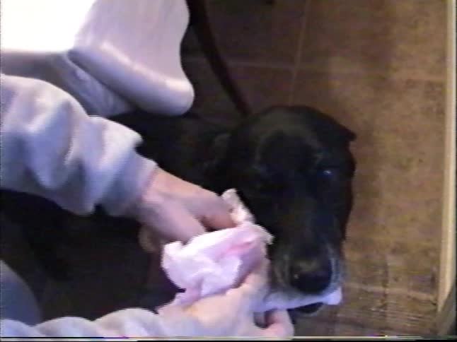 A person playfully wraps a patient black dog's snout in pink paper before trading it for a chew toy in this vintage home video