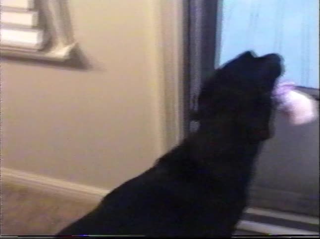 A black dog with a present in its mouth patiently waits by the back door to go outside in this vintage home video