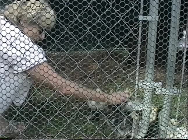 A woman kneels in a large chain-link pen, carefully tending to a group of adorable baby ducklings