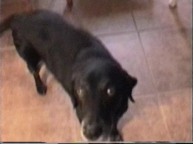 Vintage home video shows a boy on an old desktop computer, followed by a shot of a birthday cake and two dogs