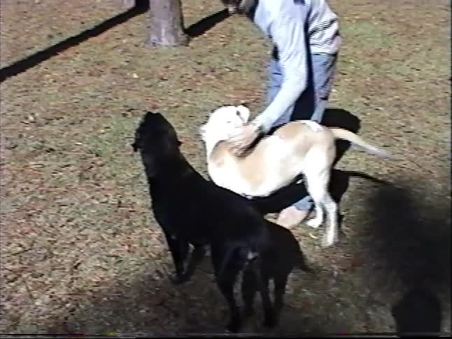 Vintage VHS footage shows a young man playing with and giving a treat to his three dogs in a sunny, wooded backyard