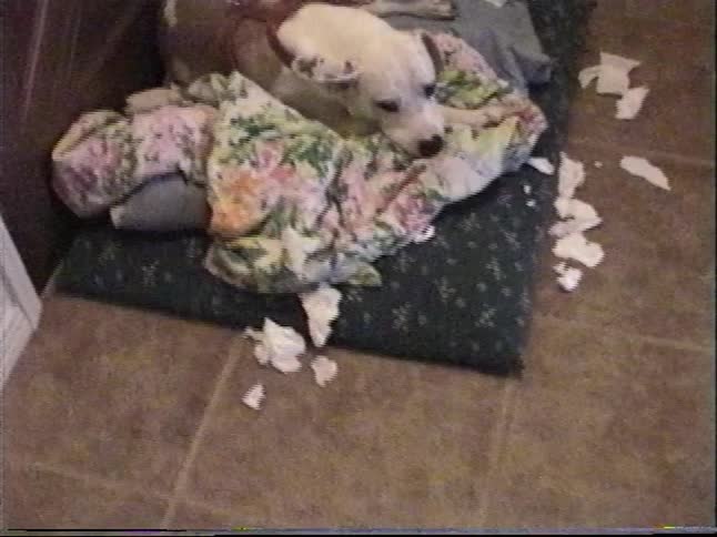 Retro home video montage features a boy in his room and a mischievous dog surrounded by the stuffing from its destroyed bed