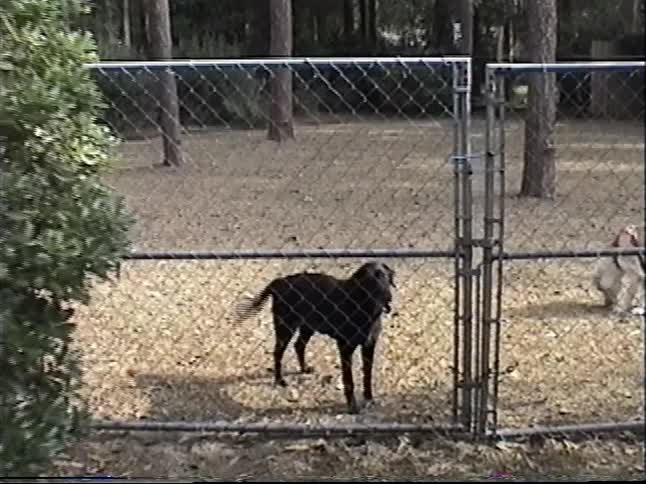 Vintage footage pans down from an icicle on a basketball hoop to two dogs in a fenced-in yard