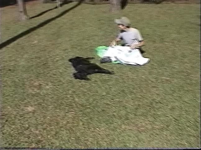 Vintage home movie footage shows a young man relaxing with his dogs in a sunny yard and a woman standing by a clothesline