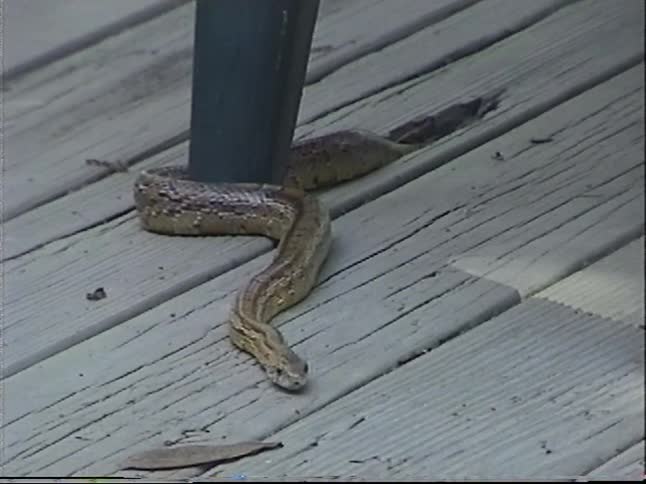 A large striped snake slithers across a wooden deck, coiled around a table leg as it flicks its tongue