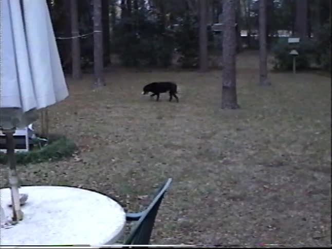 A vintage home video shows a black dog with a paper cup in its mouth being let out to play in the backyard