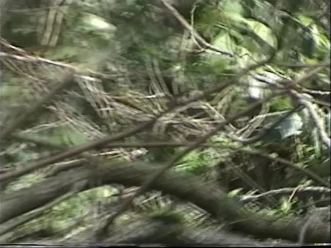 Two young men survey the damage of a fallen tree in a wooded area in this vintage VHS footage